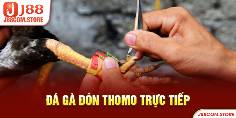 Đá gà đòn thomo trực tiếp