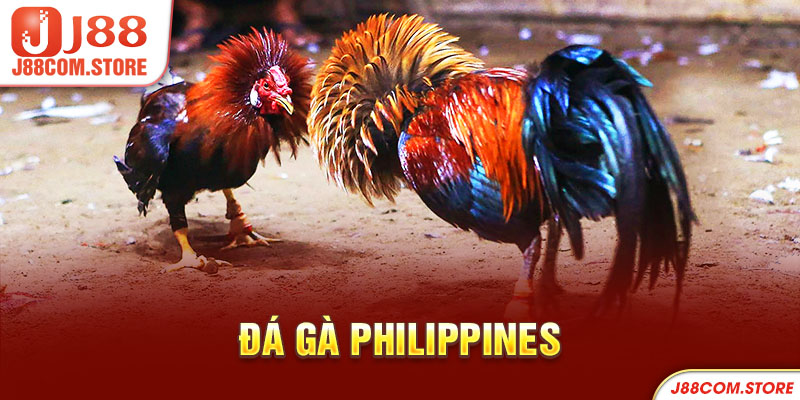 Đá gà philippines