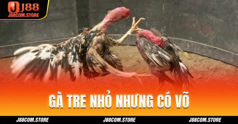 Giống kê thân hình nhỏ nhưng đòn đánh mạnh